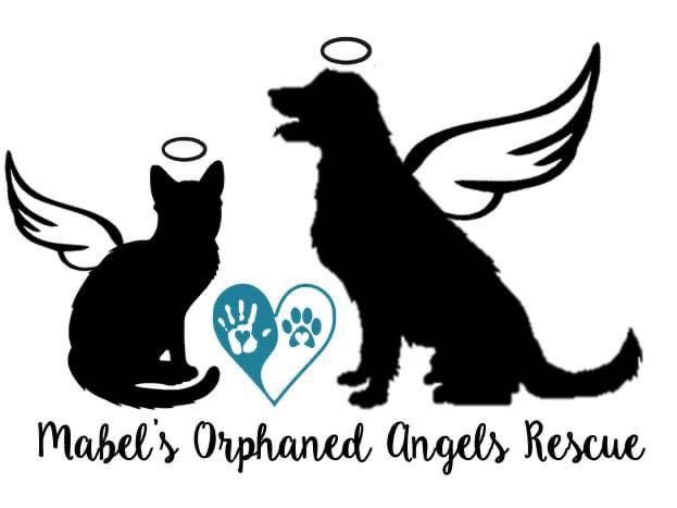 Mabel’s Orphaned Angels Rescue