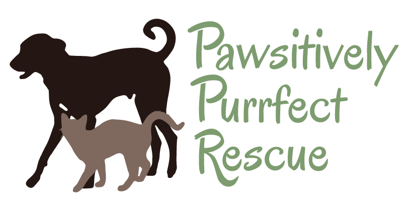 Pawsitively Purrfect Rescue 