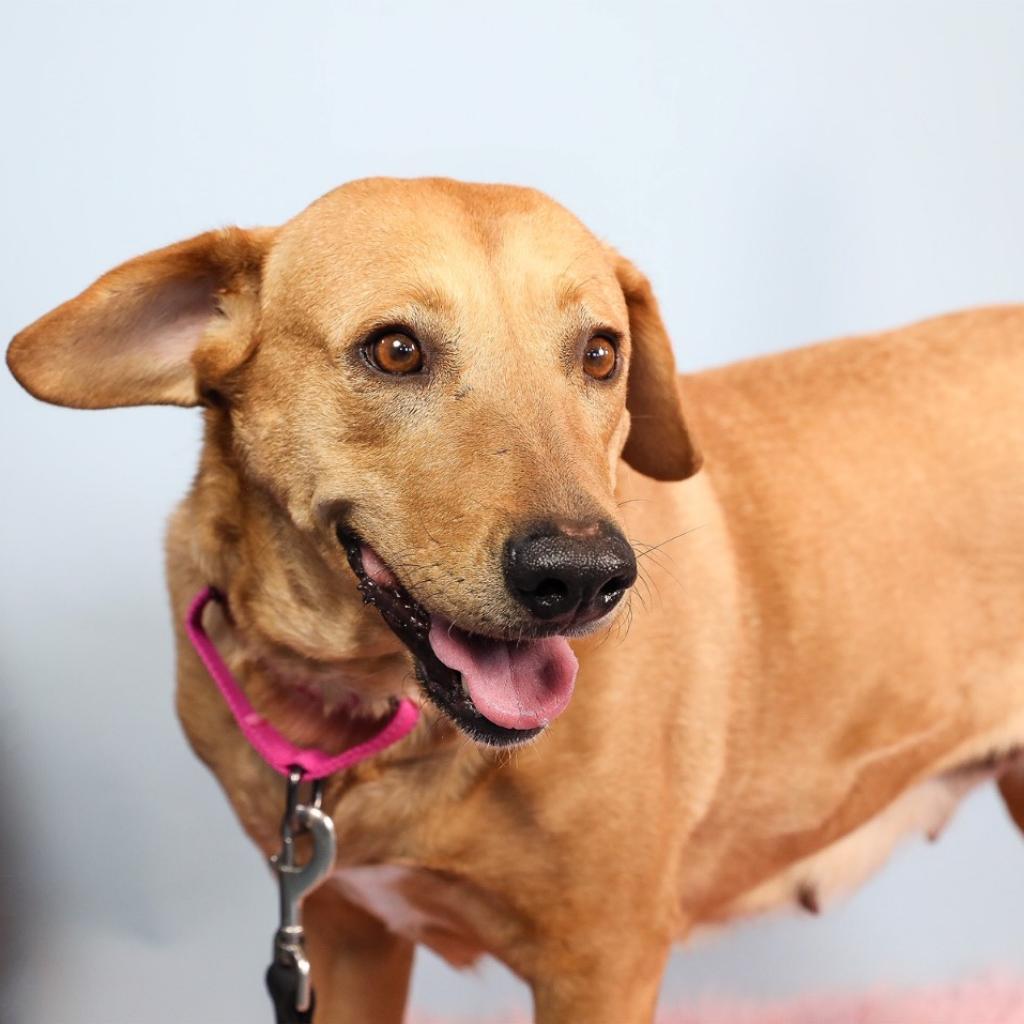 ABIGAIL Southampton Animal Shelter Foundation