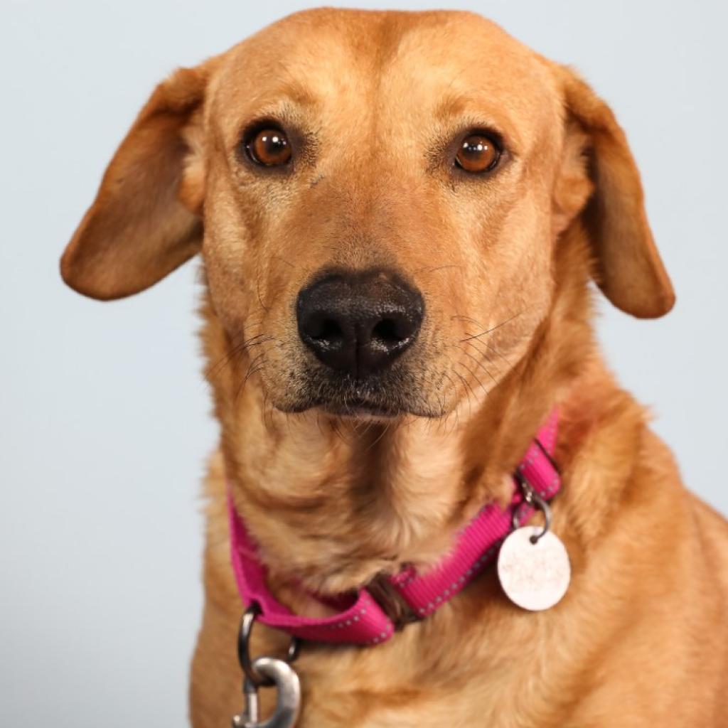 ABIGAIL Southampton Animal Shelter Foundation