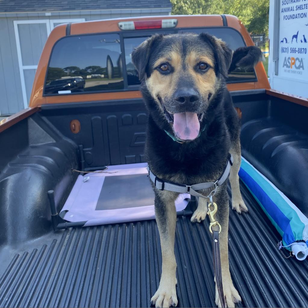 Maverick Southampton Animal Shelter Foundation