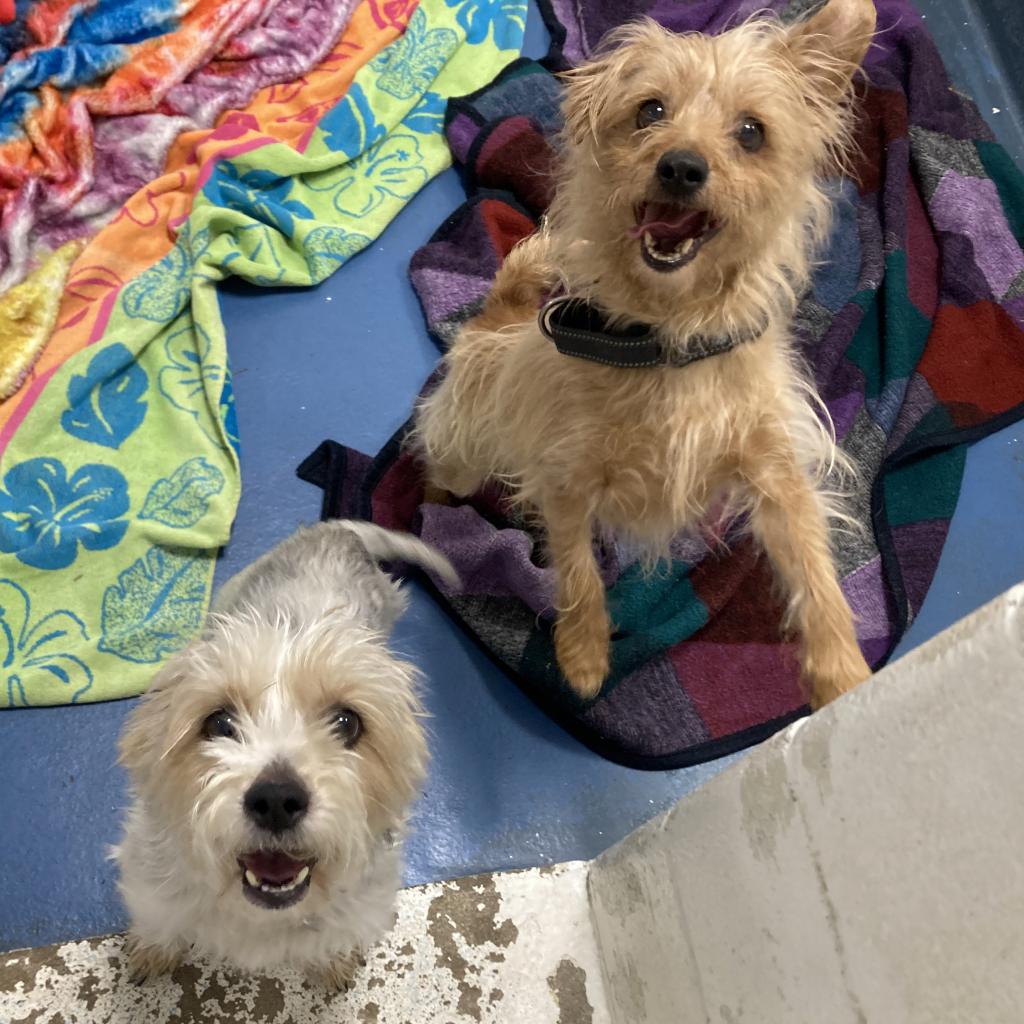 Tuffy - Southampton Animal Shelter Foundation Tuffy - Southampton Animal Shelter Foundation