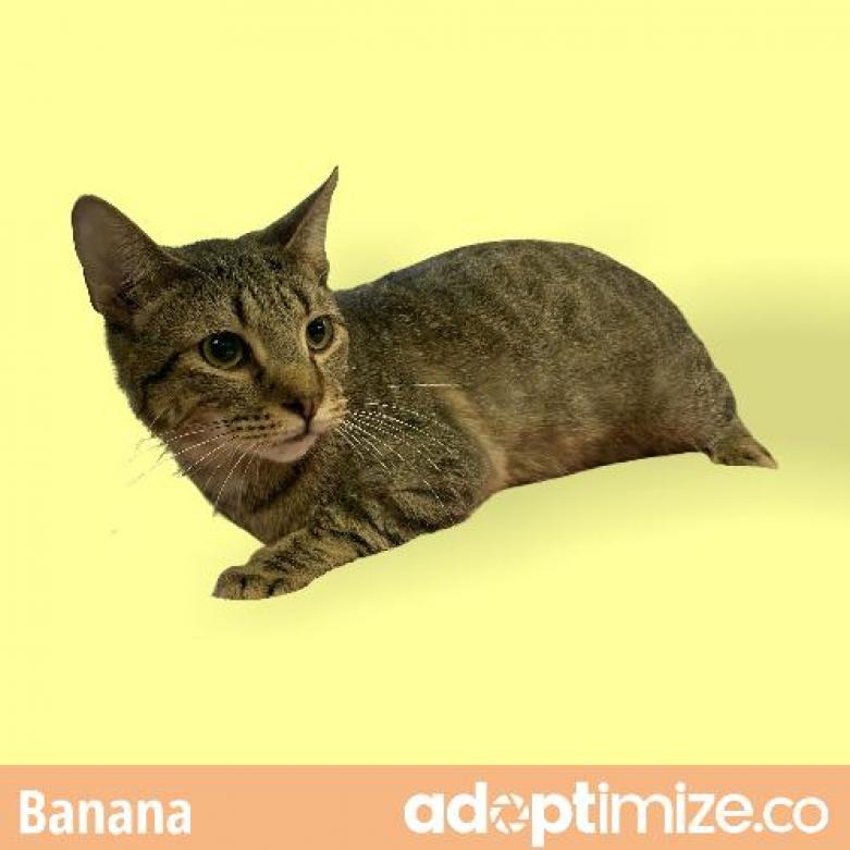 Banana