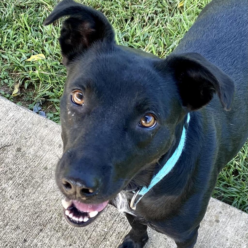 Pepper