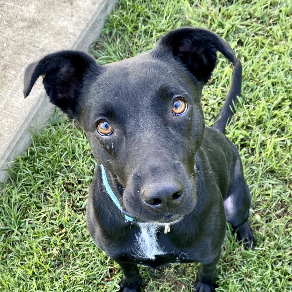 Pepper