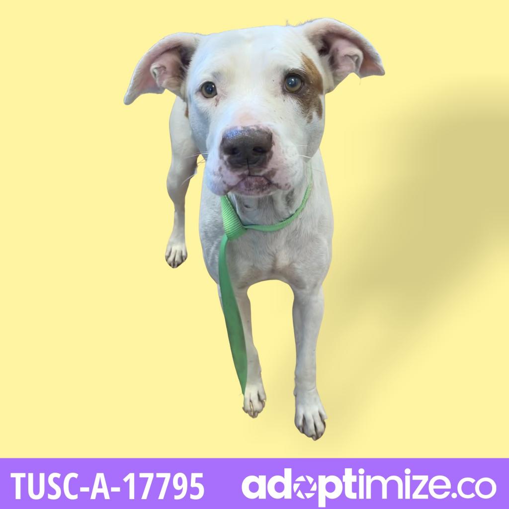 tuscaloosa metro animal shelter happy hour