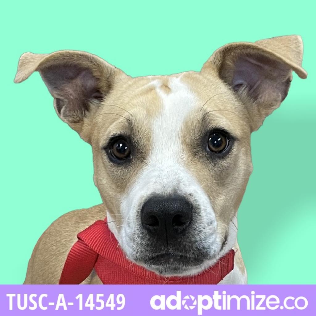 tuscaloosa animal shelter lost and found