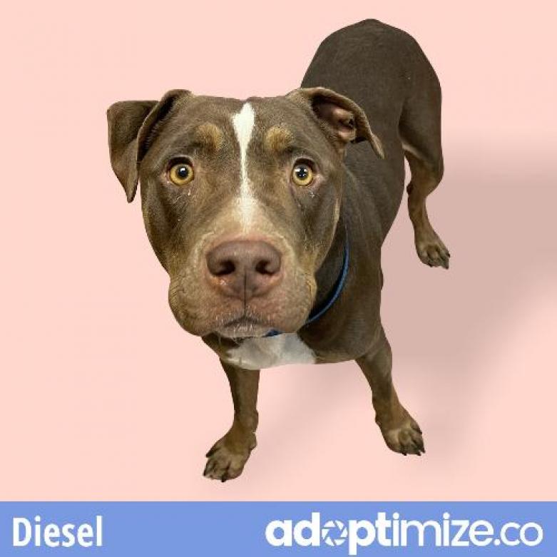  Photo of Diesel