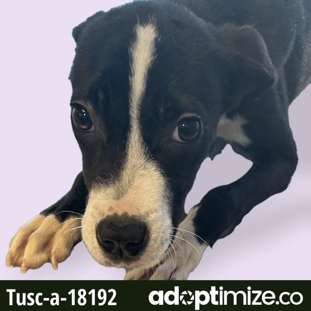  Photo of Tux