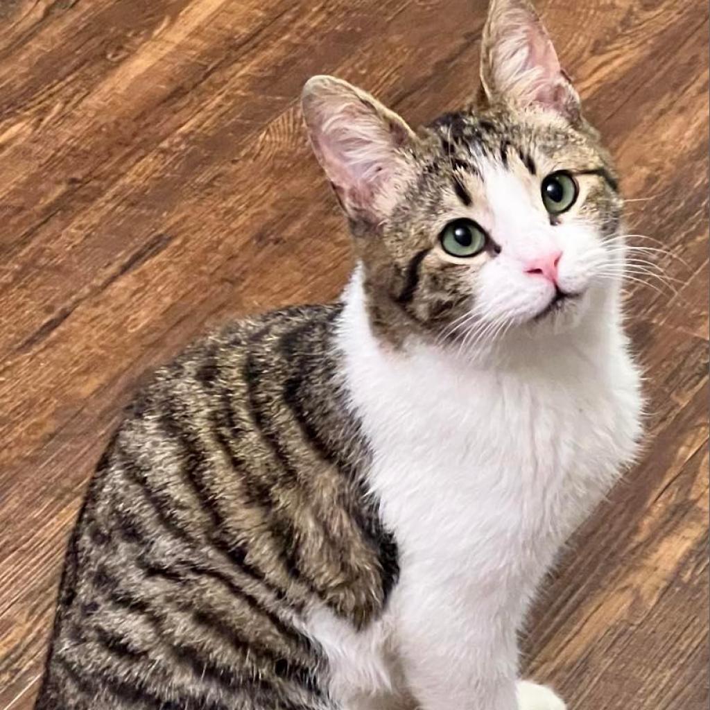 Linus