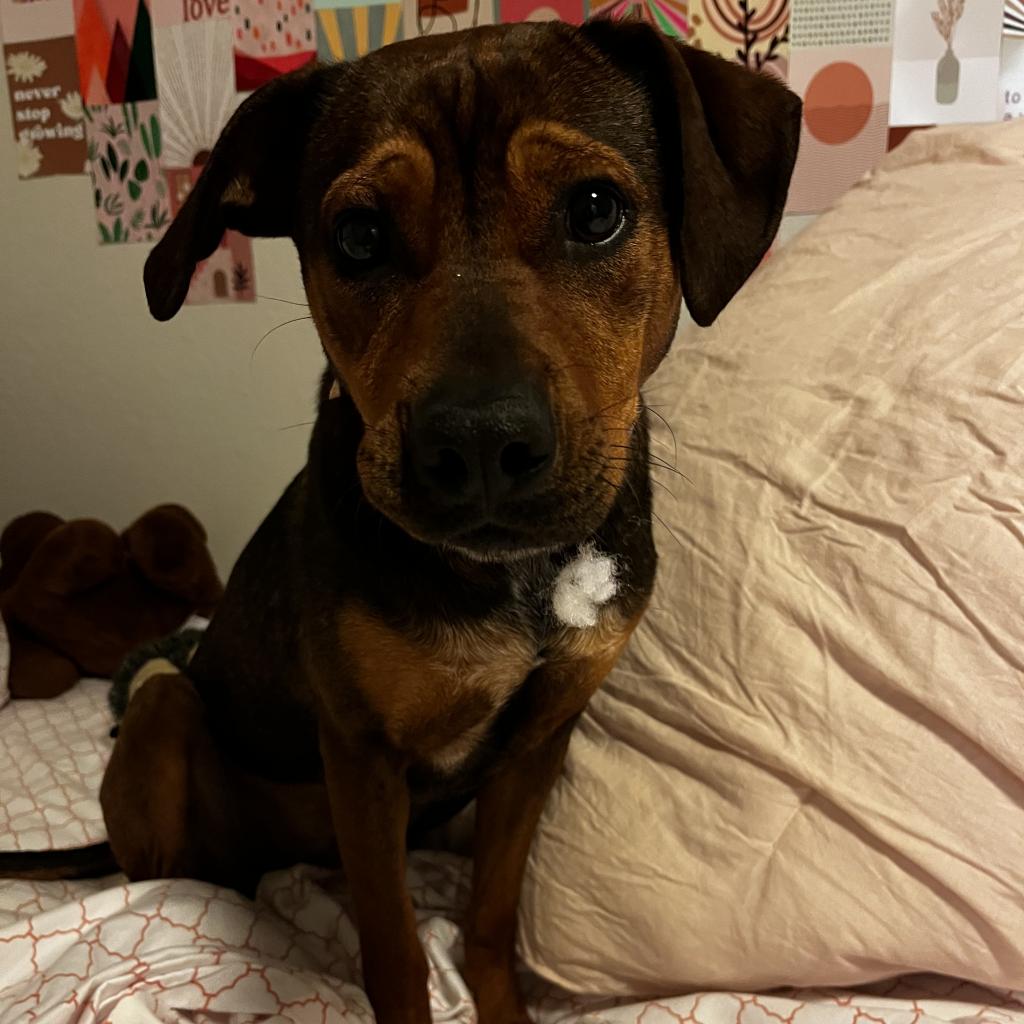 Willow