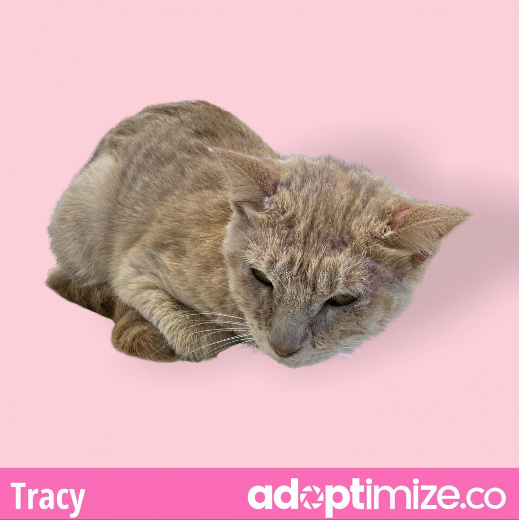 Tracy