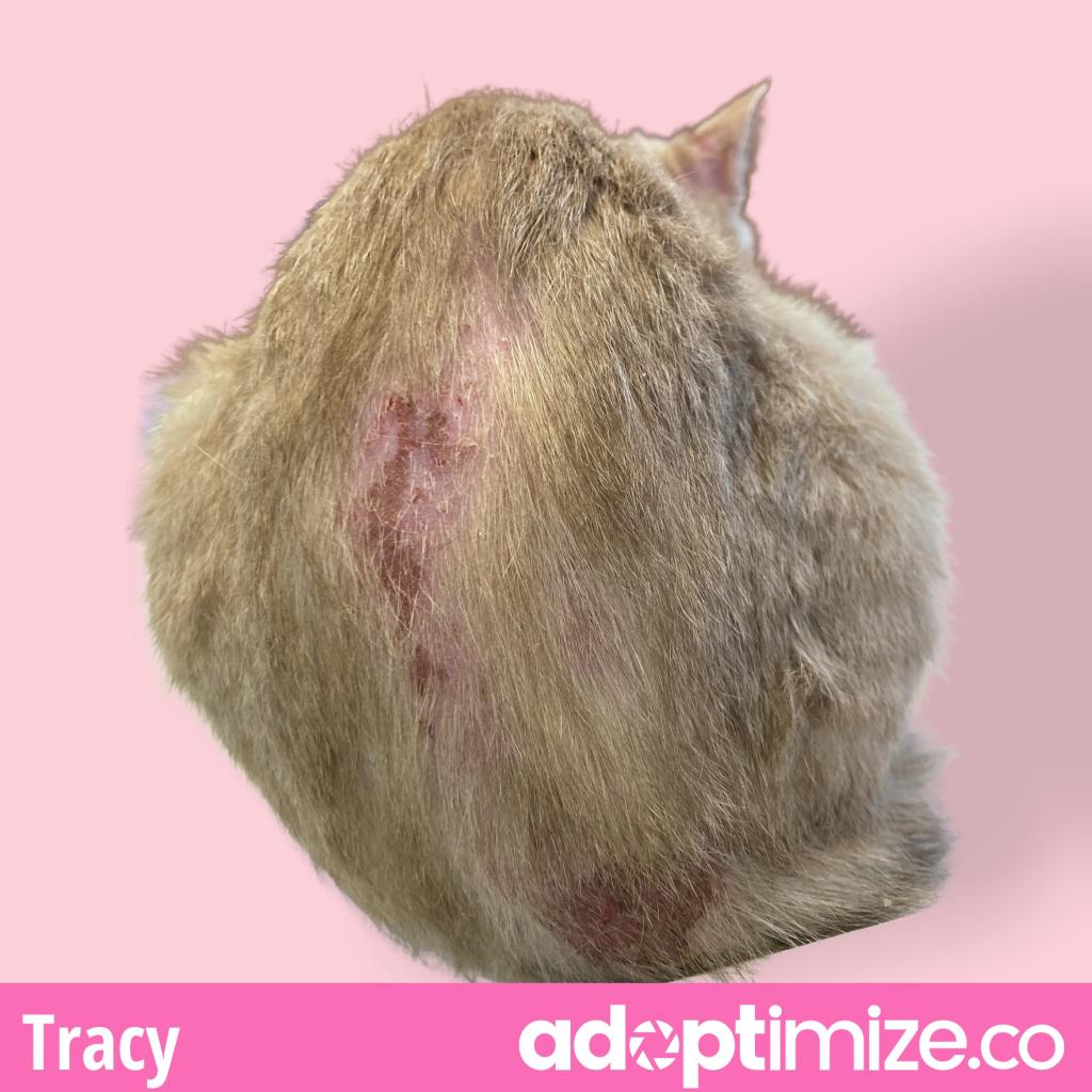 Tracy