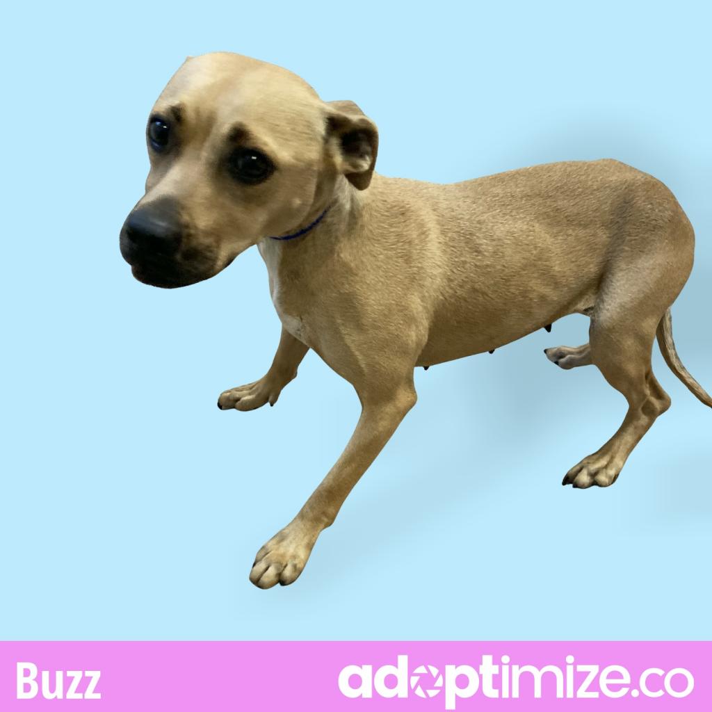 Photo of Buzz