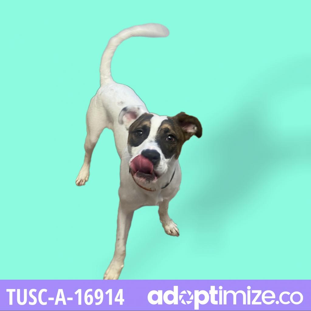  Photo of Huckleberry