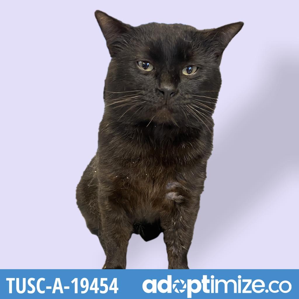  Photo of TUSC-Stray-tu229
