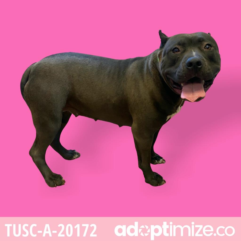 Tusc Stray Tu306