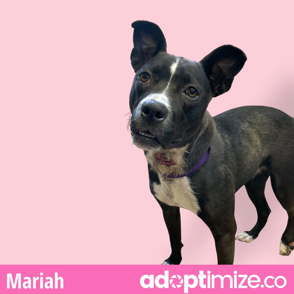 Mariah