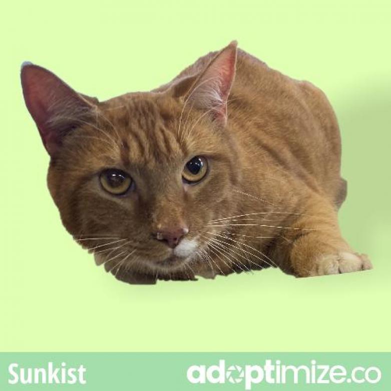 Sunkist