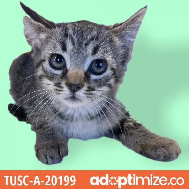 Tusc Stray Tu341 2