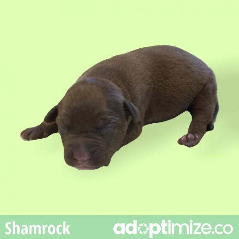 Shamrock