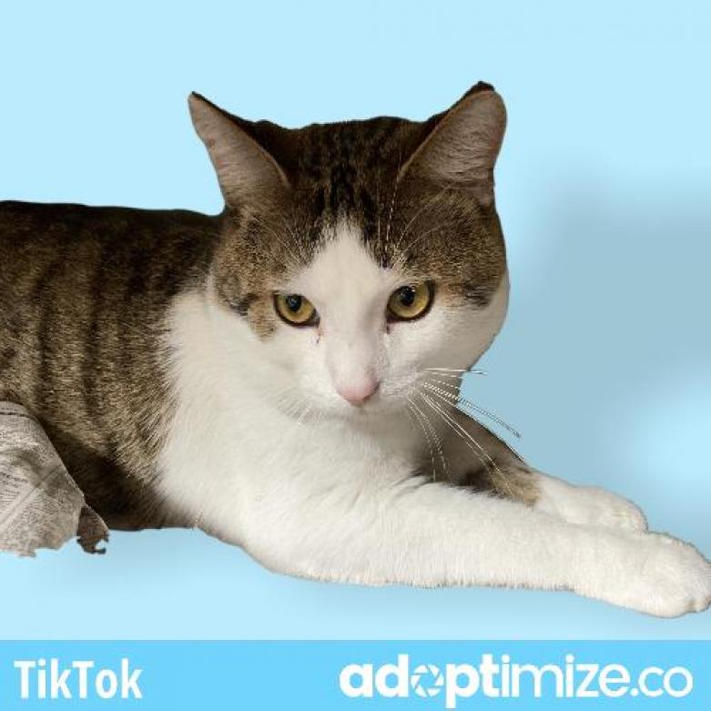 Tik Tok