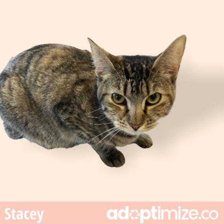 Stacey