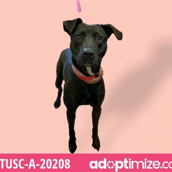 Tusc Stray Tu291