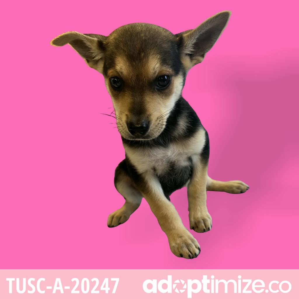 Tusc Stray Tu326