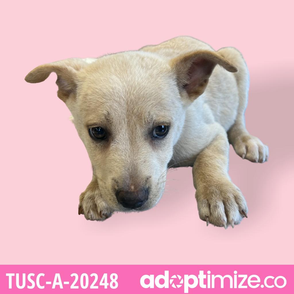 Tusc Stray Tu326 2