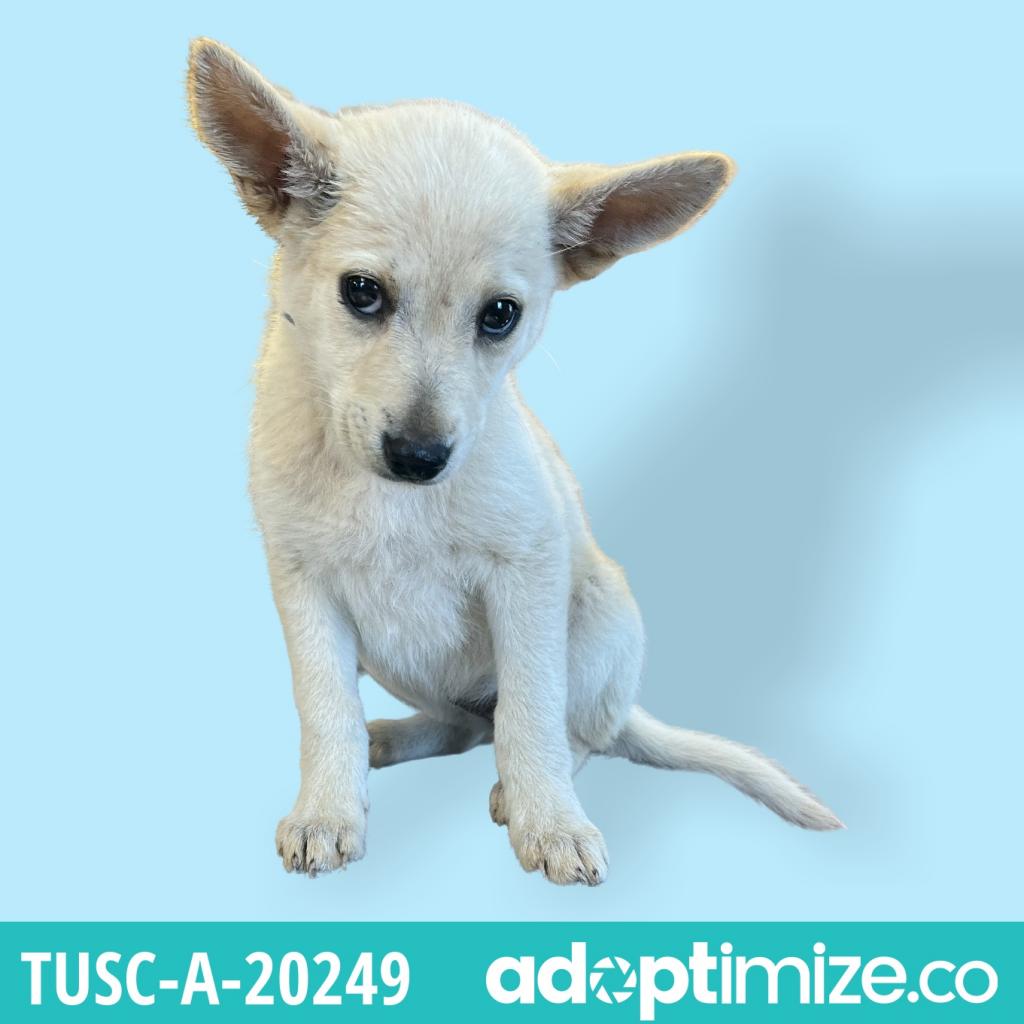 Tusc Stray Tu326 3