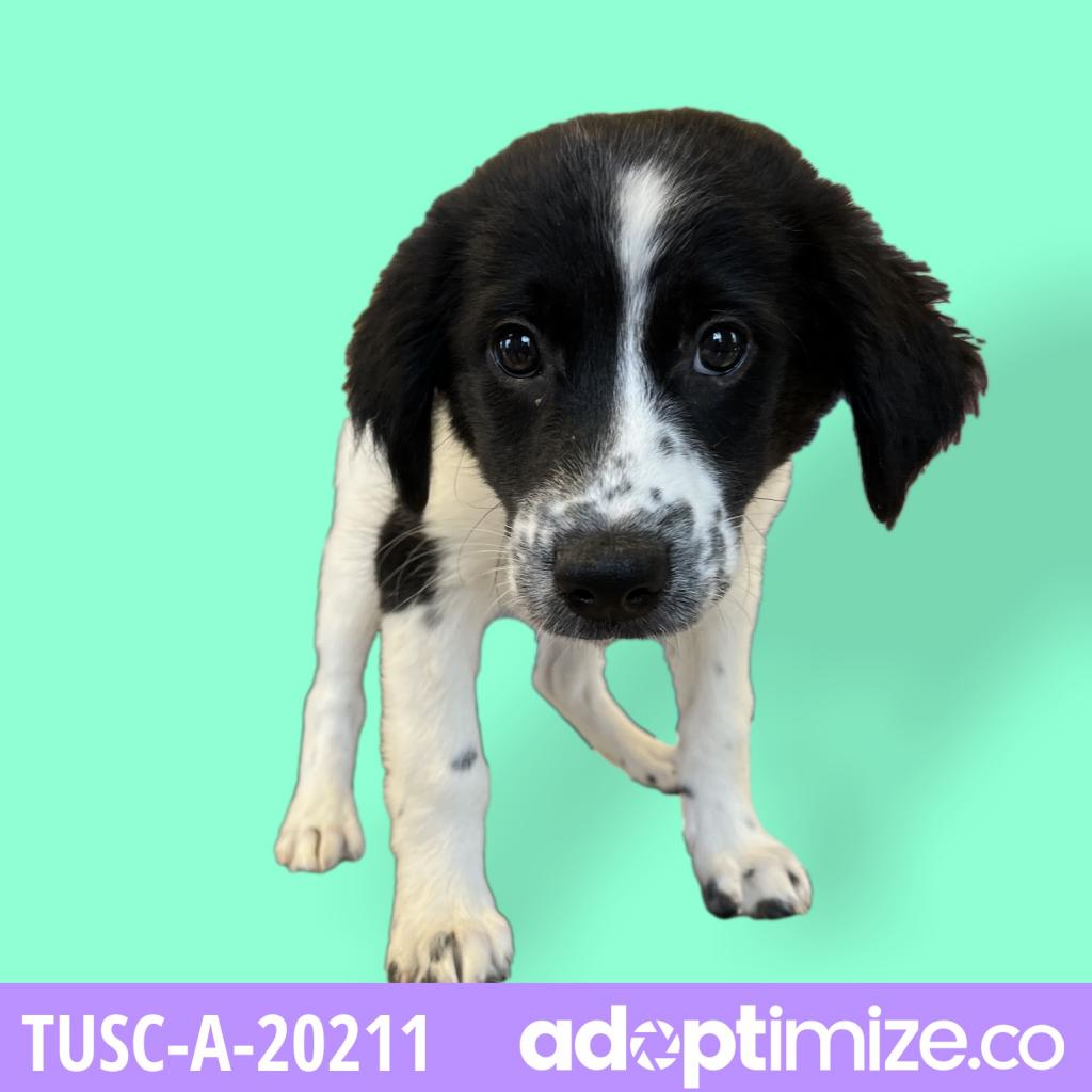 Tusc Stray Tu293 2