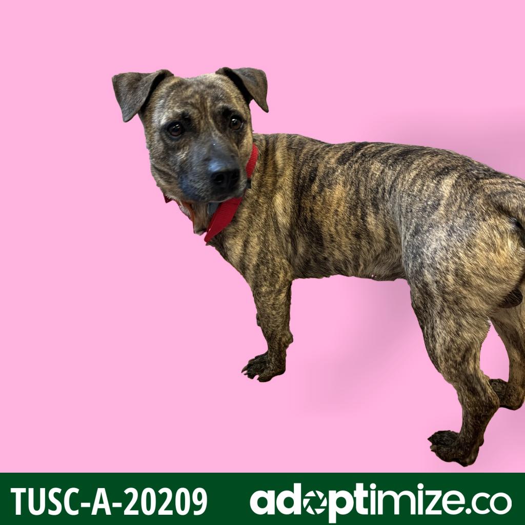 Tusc Stray Tu291 2