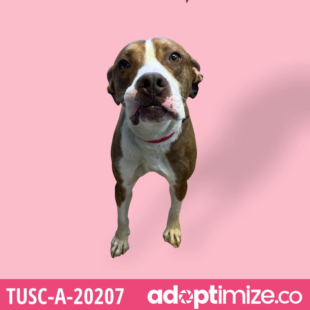 Tusc Stray Tu290