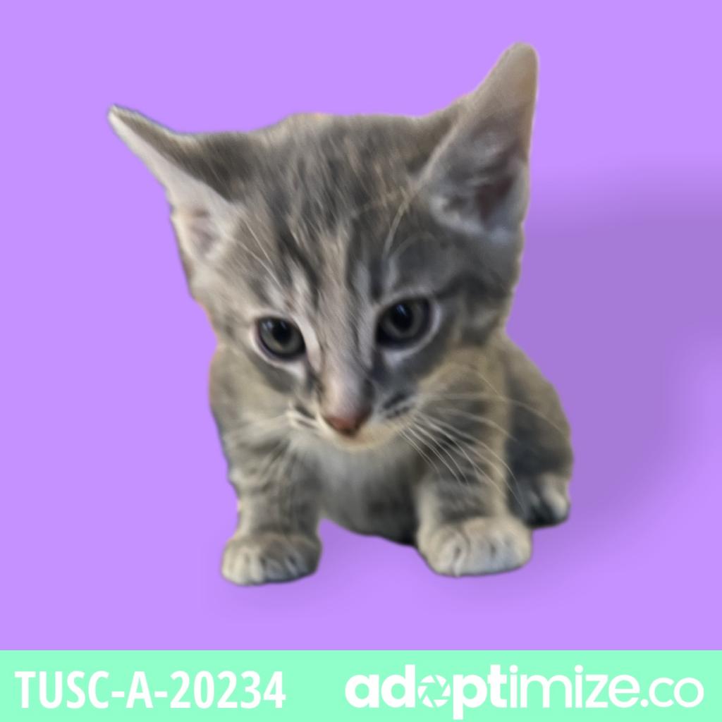 Tusc Stray Tu313