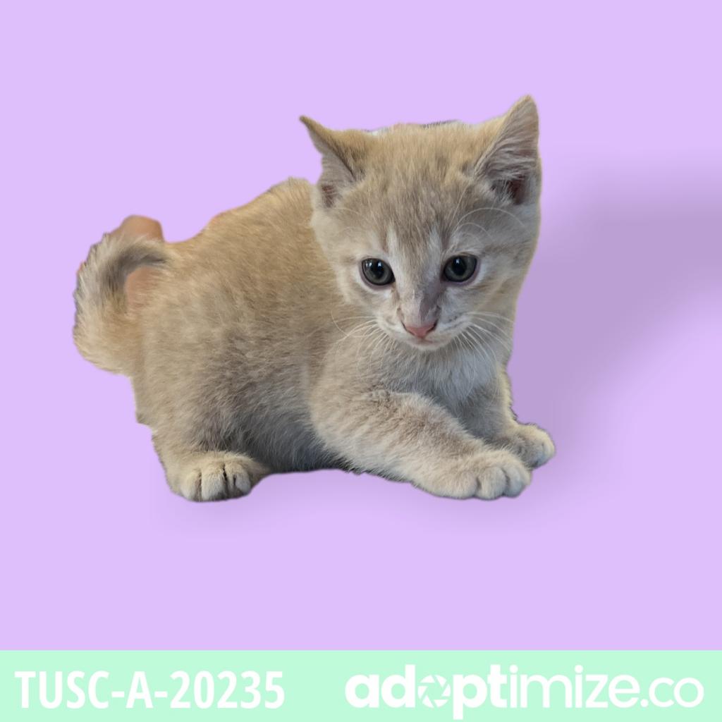 Tusc Stray Tu313 2