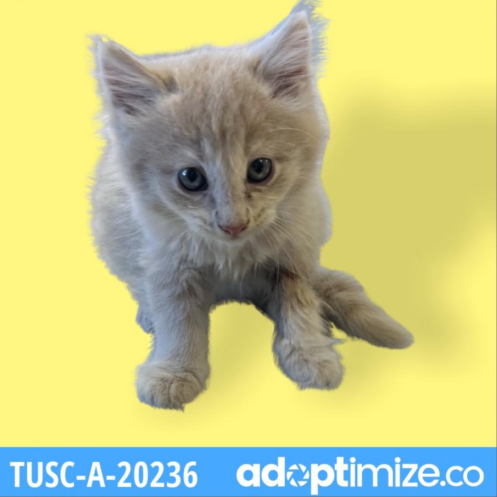 Tusc Stray Tu313 3