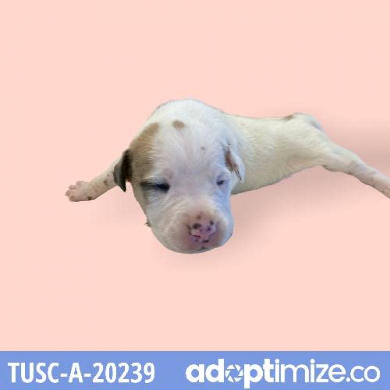 Tusc Stray Tu317 2