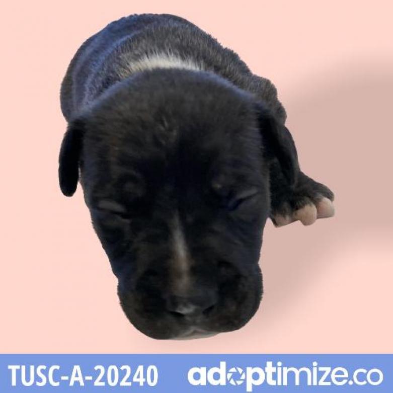 Tusc Stray Tu317 3
