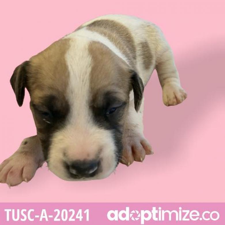 Tusc Stray Tu317 4