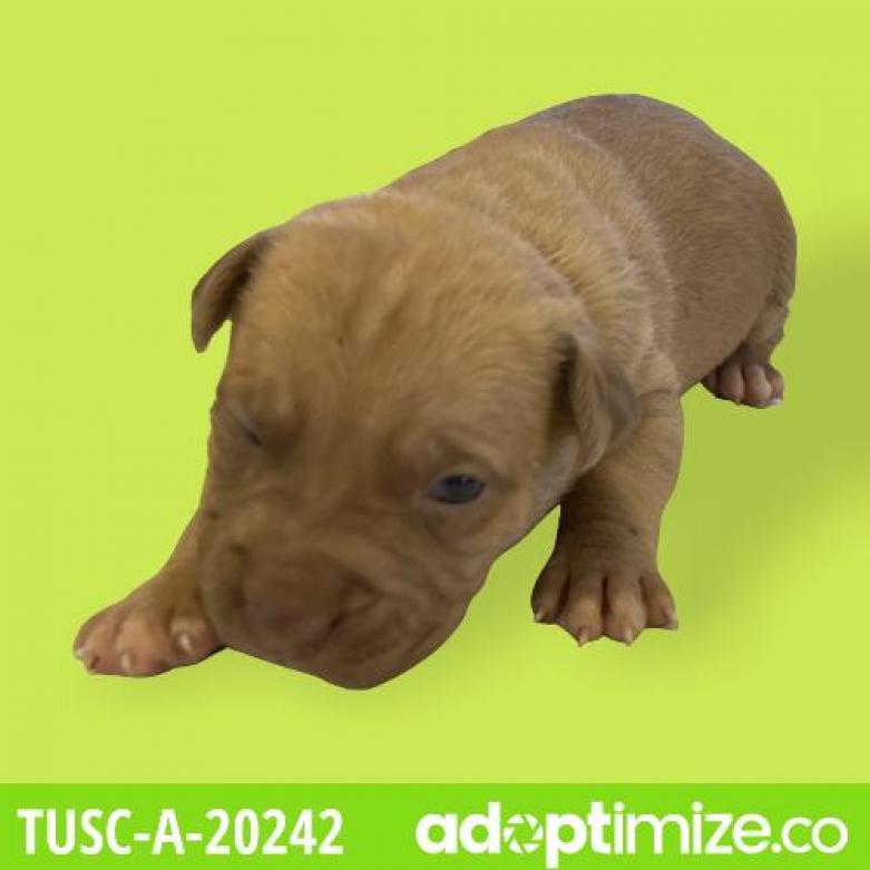 Tusc Stray Tu317 5