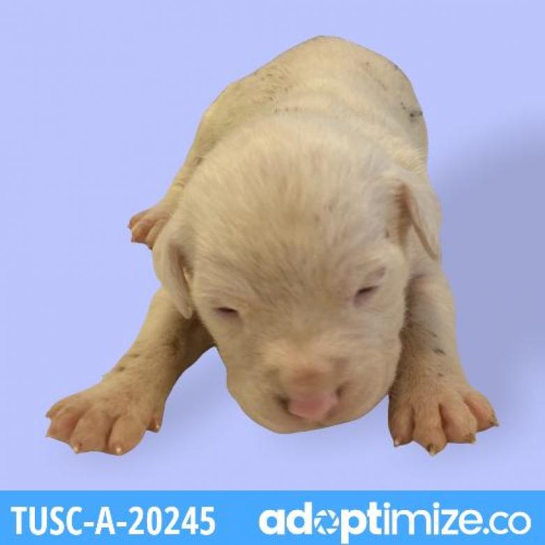 Tusc Stray Tu317 8