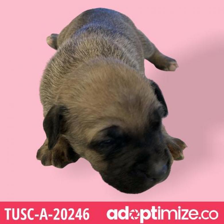 Tusc Stray Tu317 9