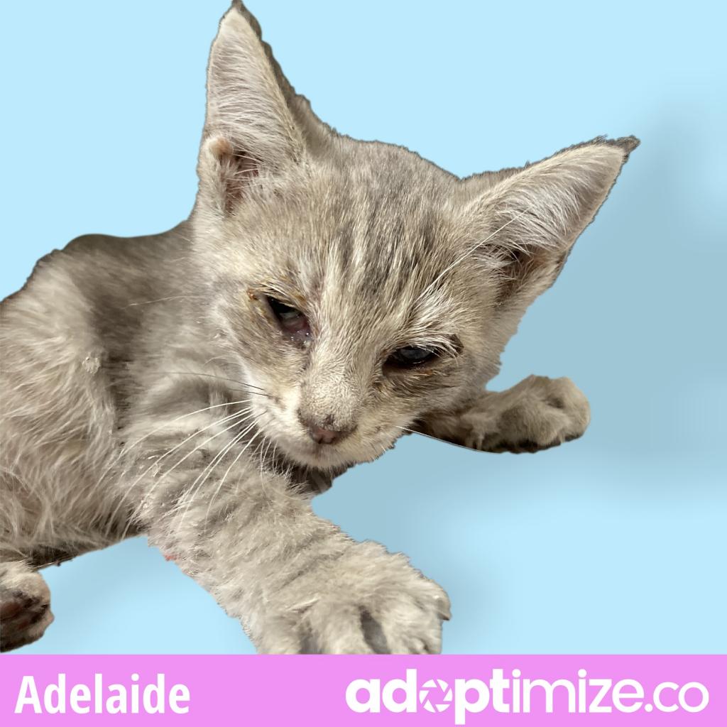 Adelaide