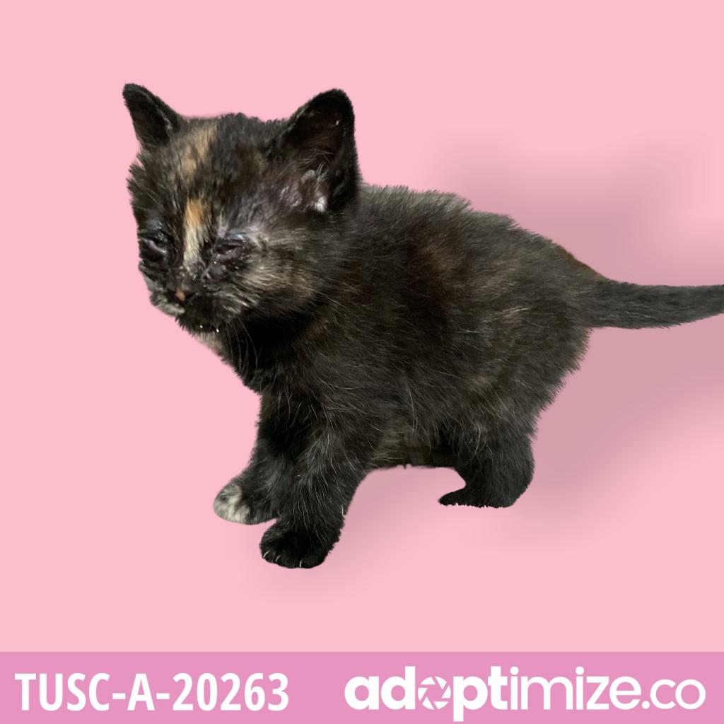 Tusc Stray Tu340