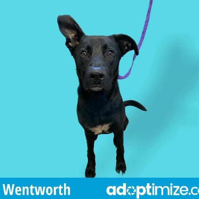 Wentworth
