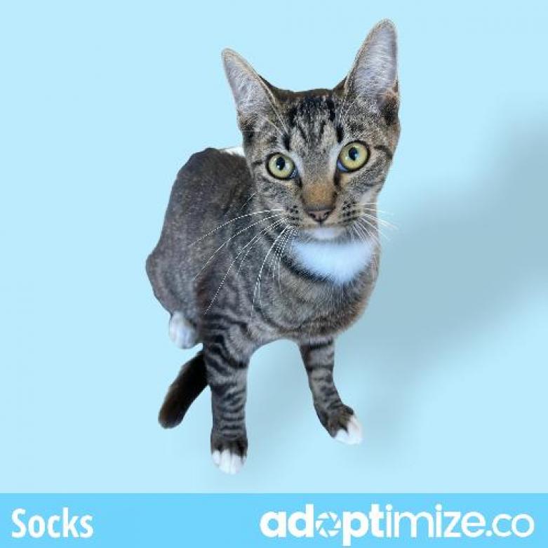  Photo of Socks