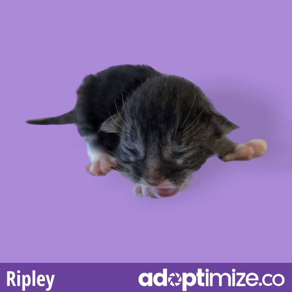  Photo of Ripley