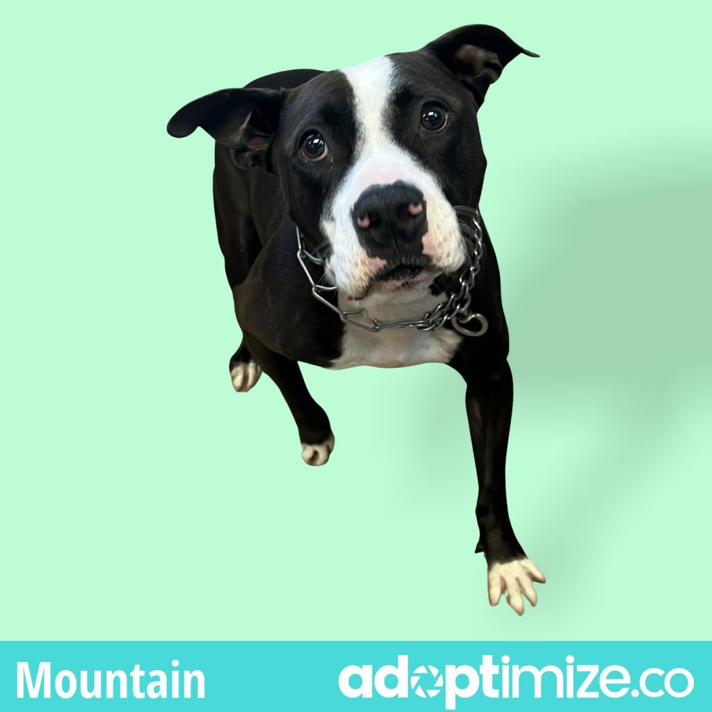 Mountain
