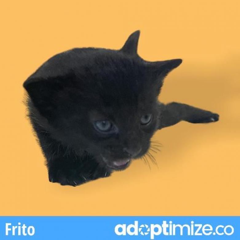 Frito